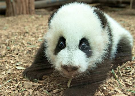 Giant Panda Cubs Learn to Walk - ZooBorns