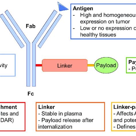 Design Of An Antibody Drug Conjugate And Recommended Biological Download Scientific Diagram