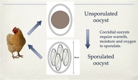 Sustainable Control Of Protozoa With Direct And Indirect Lifecycles