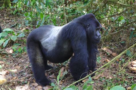 Silverback Gorilla Facts Weight Strength Size And Lifespan