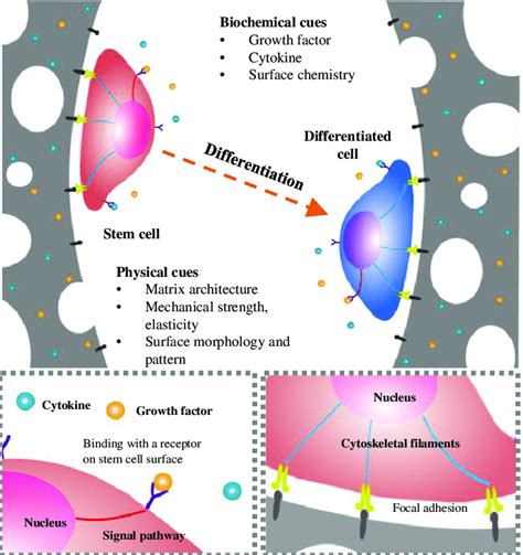 Biochemical And Biophysical Cues Involved In Stem Cell Fate