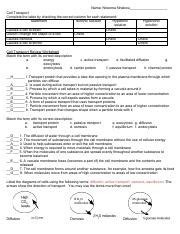 Nneoma Nnakwu Cell Transport Review Worksheet Doc Pdf Name