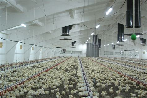 Combining ventilation concepts for very large poultry houses - Poultry World