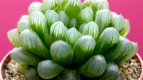 Haworthia Cooperi Truncata Una Suculenta Para Interiores Que