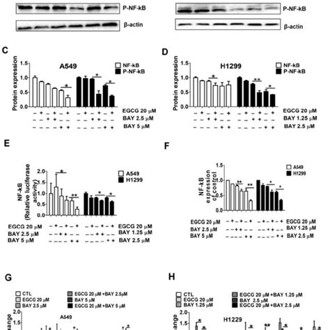 Cotreatment With Egcg And Bay11 7082 Significantly Inhibits Nf κb