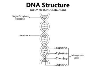 Scientific Icon Spiral Of Dna And Rna Royalty Free Vector