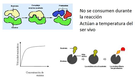 Enzimas Como ProteÍnas Catalizadoras BiologÍa Y GeologÍa