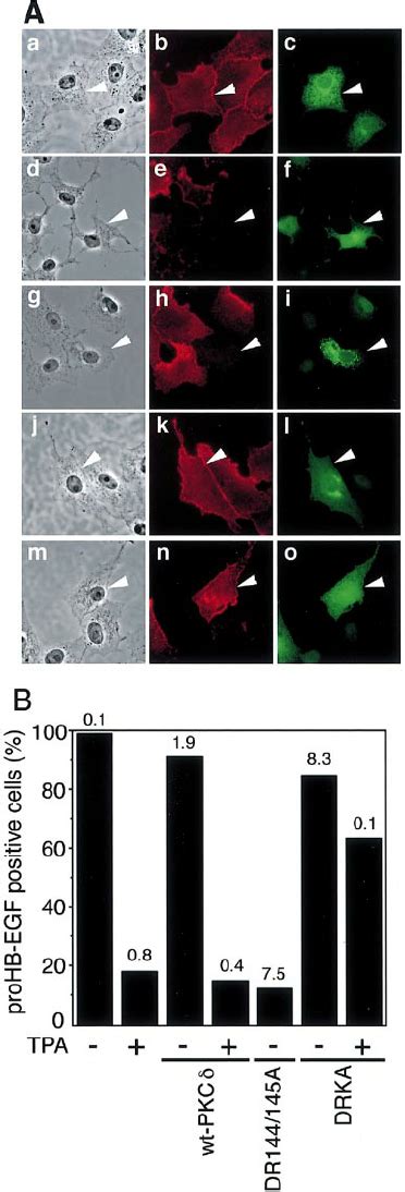 A Kinase Deficient Mutant Of Pkc Suppresses The Tpa Induced Shedding