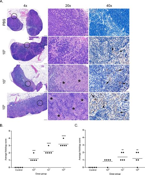 Histopathology Of The Mesenteric Lymph Nodes In Mice Infected With B