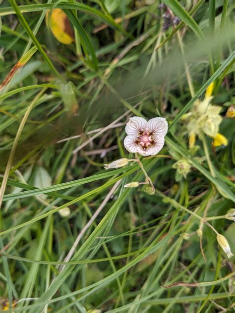 Marsh Grass Of Parnassus From Base Nautique 73320 Tignes France On