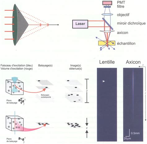 Microscopie Deux Photons Pour Limagerie Cellul M S M Decine