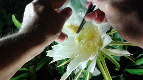 How To Hand Pollinate The Dragon Fruit Flower Youtube