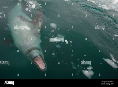 Leopard Seal Vs Great White Shark