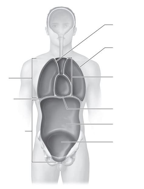 Chapter 1 Aandp Diagram Ventral Body Cavity Diagram Quizlet