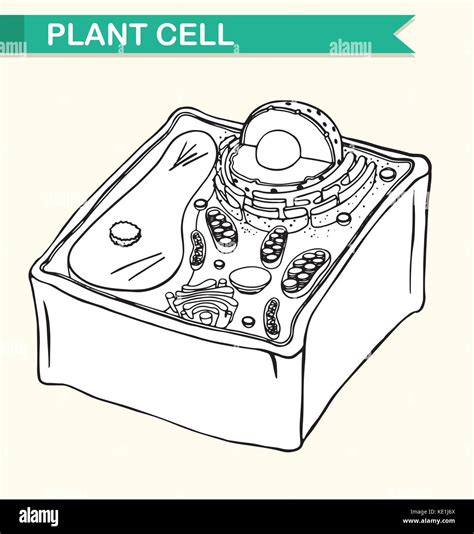 Diagram Showing Plant Cell Illustration Stock Vector Image And Art Alamy