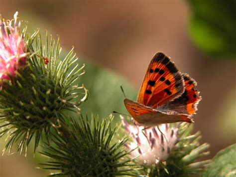 Imageafter Photo Nature Animals Insects Butterfly Macro