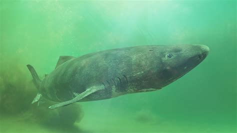 Greenland Shark May Be The Longest Living Vertebrate At 512 Years Old