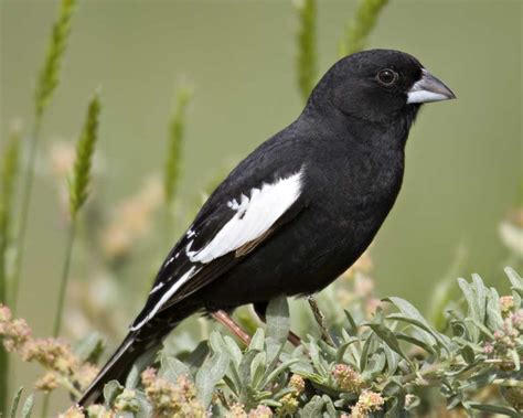 Colorado State Bird The Lark Bunting Which Is Also The Rockies Bottom Half S Only Hope Of