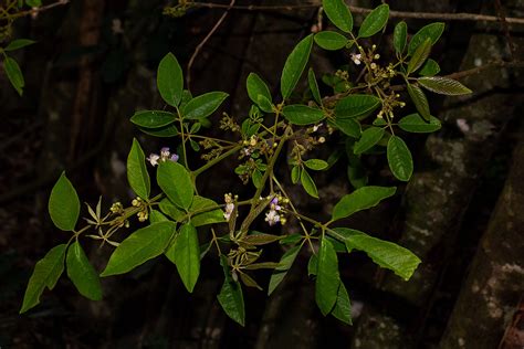 Flora Of Mozambique Species Information Individual Images Vitex