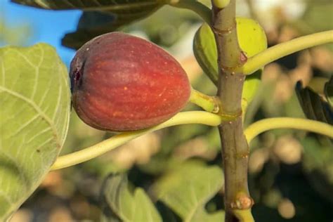 11 Different Types Of Fig Trees Plus Interesting Facts Nayturr