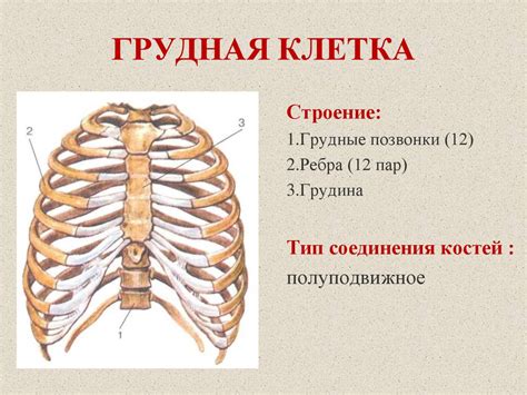 Опорно-двигательная система. Скелет головы и туловища - презентация онлайн