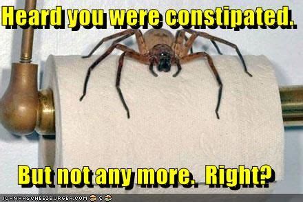 Untitled Spiders Scary Spiders Funny Funny Captions