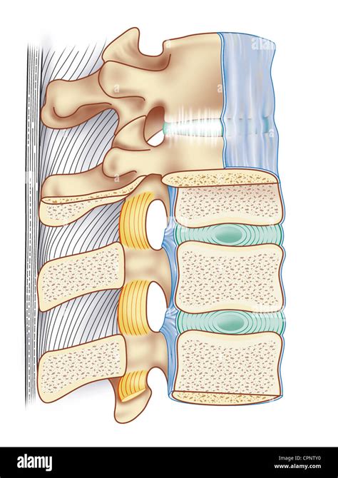 Apophyseal joint Cut Out Stock Images & Pictures - Alamy