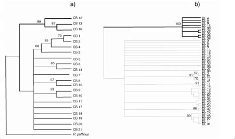 Reconstrucci N Filog Netica De Las Relaciones Entre Los Haplotipos