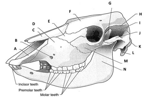 Aandp Bovine Skull Diagram Quizlet