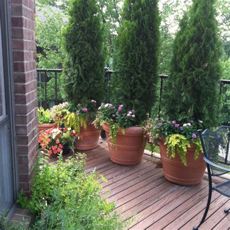 Tall Plants For Privacy In Pots Plant Ideas