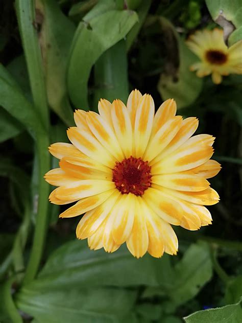 Calendula seeds NZ - Paitu