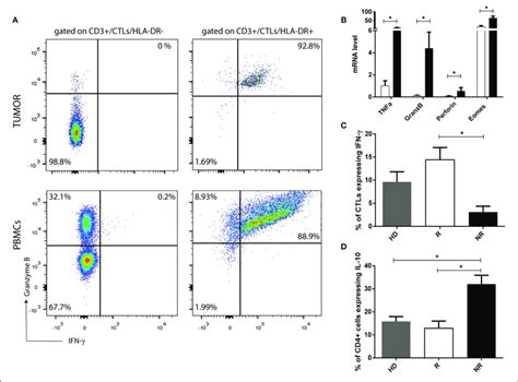 Hla Dr In Ctls Reflects Their Activation And Functional Status A