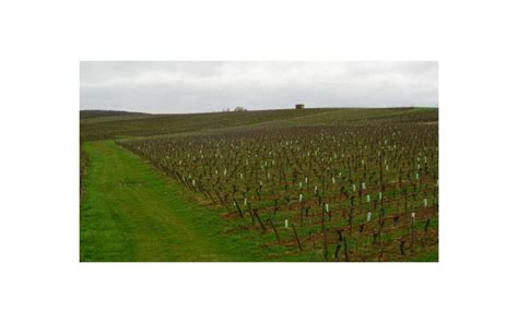 Domaine Du Pelican 2021 En Primeur CORNEY BARROW