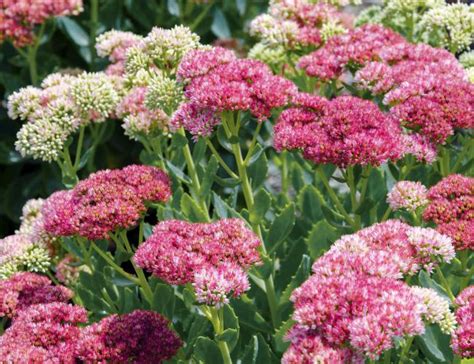 Sedum Autumn Joy Plants For Spaces