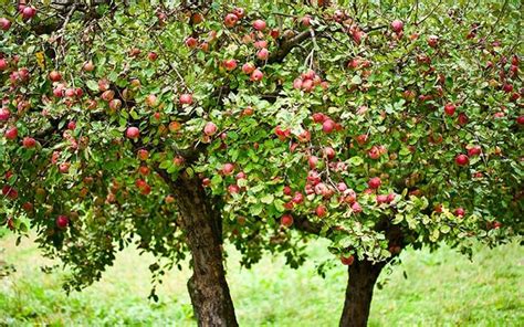 How To Grow Your Own Apple Tree David Domoney Apple Tree Tree