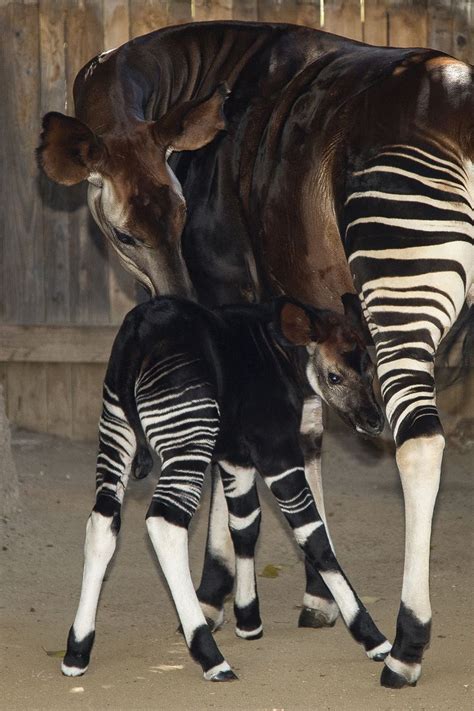 Baby Okapi Shows Off Stripes at San Diego Zoo Safari Park - ZooBorns