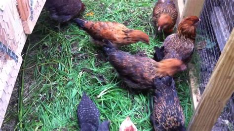 Backyard Chickens Feeding Greens Youtube