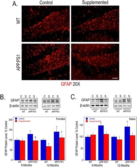 Astrogliosis Levels In The Hippocampus Wt And Appps1 Mice Gfap