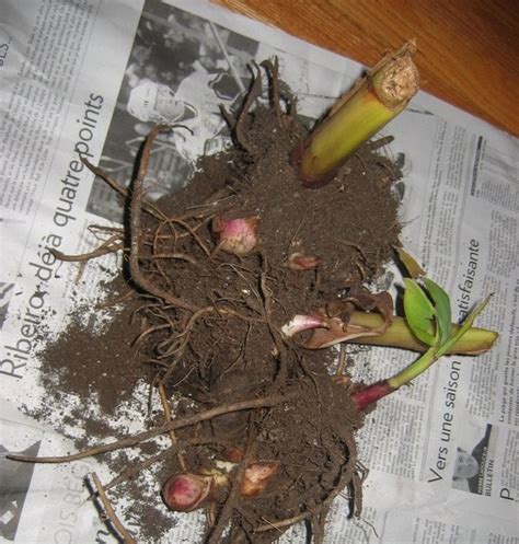 How To Save And Recover An Overwatered Plant The Garden Of Eaden