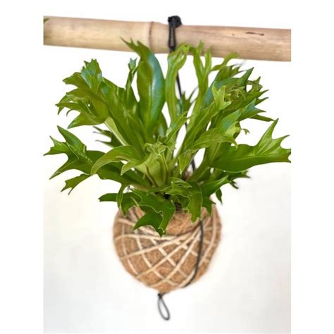 Jual Kokedama Asplenium Nidus Crissie Tanaman Hias Pakis Kadaka