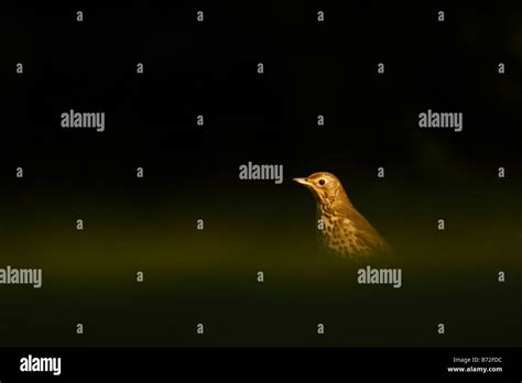 Song thrush bird uk hi-res stock photography and images - Alamy