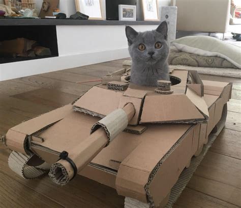 Cat In Tank Cats Are Ready To Take Over Your Room Design Swan