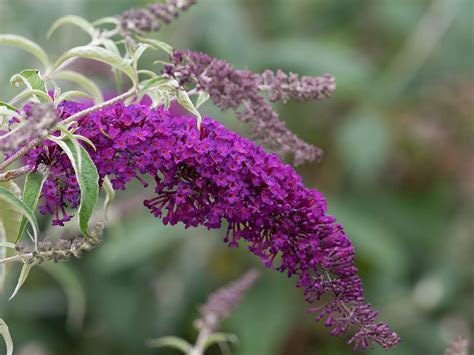 Amazon Live Butterfly Bush Dwarf Aka Buddleia Dav Nanho