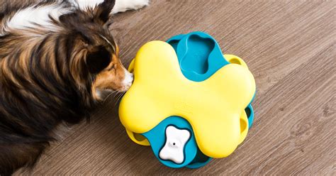 INTERACTIVE DOG TOYS | HOW TO PICK THE BEST GAME FOR YOUR PUP