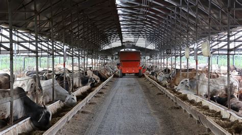 2000 Toros 4400 KG De Peso DIARIO Ganado Estabulado FeedLot Colono