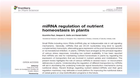 non coding RNA | PPT