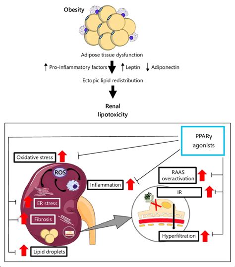 Renal lipotoxicity and PPARγ agonists effects The lipotoxic effects