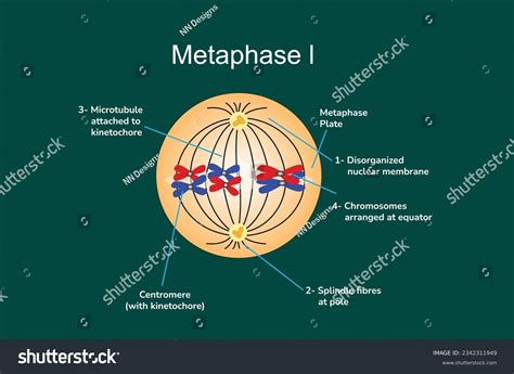 Meiosis Prophase 2 Labeled