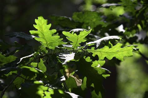 Sun Rays in a Beautiful Green Forest. Forest Background Can Be Used As ...