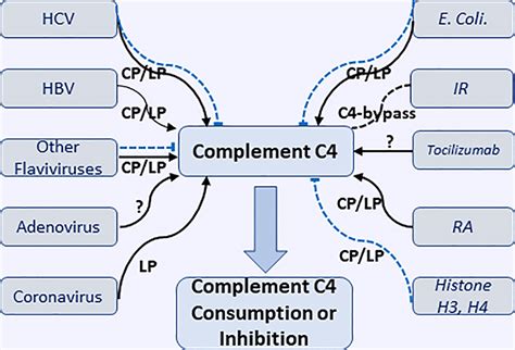 Frontiers Complement C4 Infections And Autoimmune Diseases